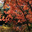 紫葉紅櫨 紫葉紅櫨
