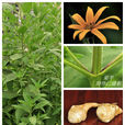 菊芋(桔梗目菊科植物)