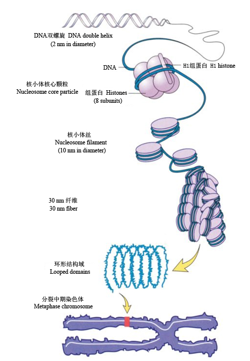 圖1 DNA壓縮成染色體的過程