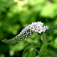圓瓣珍珠菜 圓瓣珍珠菜