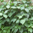 臭山羊(臭山羊) 臭山羊(臭山羊)