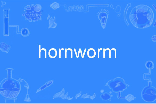 hornworm hornworm