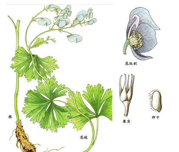 昆明堵喇(中藥材) 昆明堵喇(中藥材)