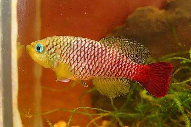 基氏軟漢魚 基氏軟漢魚