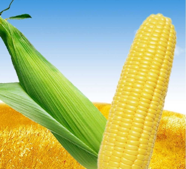 綠色食品：玉米