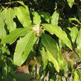 野桂花(捩花目木犀科植物) 野桂花(捩花目木犀科植物)