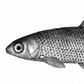 多鱗雅羅魚