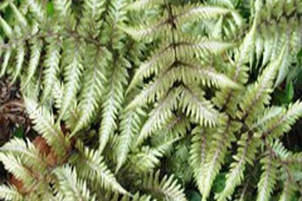 Athyrium \x27Silver Slippers\x27