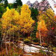 黑龍寺山林 黑龍寺山林
