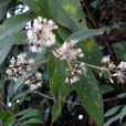 滇西斑鳩菊 滇西斑鳩菊