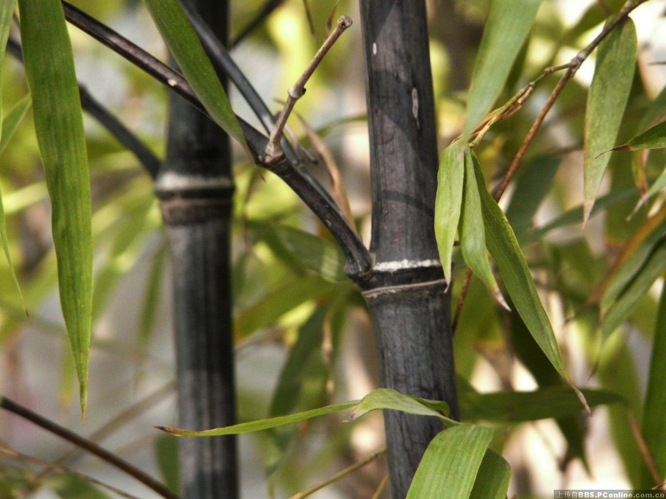 未整理之竹林充斥枯立與枯倒竹。攝影：鄭揚宜 | e-info | Flickr