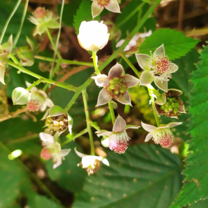 Rubus palmeri
