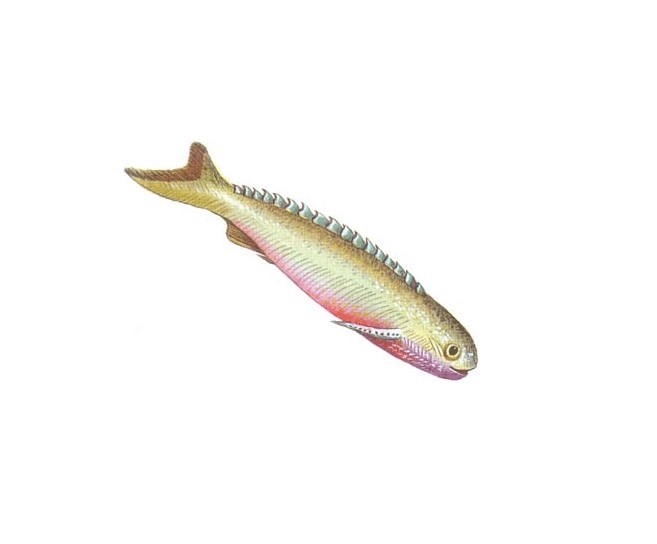 尾骨魚