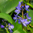 藍鳥花 藍鳥花