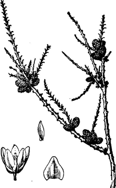 球花水柏枝 Myricaria laxa