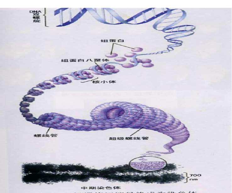 遺傳效應的DNA片段