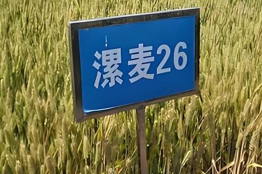 漯麥26 漯麥26