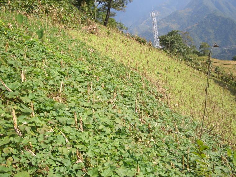 尼亞見村 尼亞見村