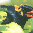 效鳴 效鳴