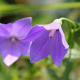 鐘形花冠 鐘形花冠