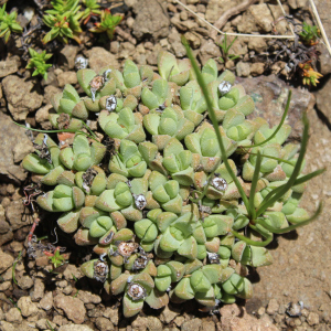 Stomatium gerstneri