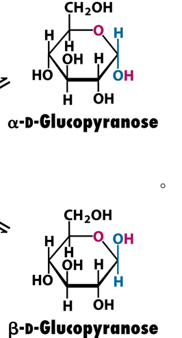 D-Glucose環化產物：兩個異頭物 α-和β-