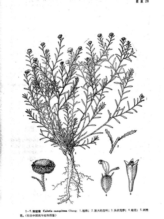 刺冠菊 刺冠菊