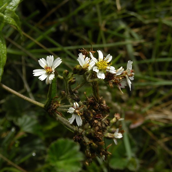 Alloispermum caracasanum