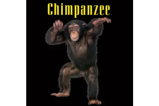 Chimpanzees
