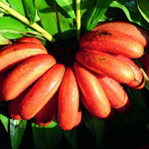 南洋紅香蕉