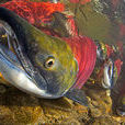 紅鮭魚(紅大馬哈魚)