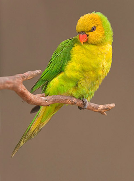 褐頭綠吸蜜鸚鵡(圖4)