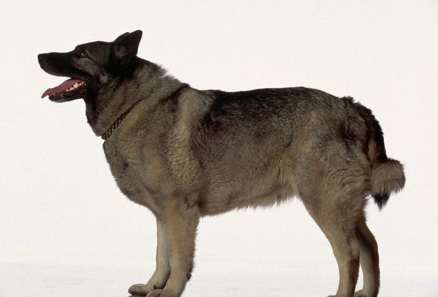 挪威獵麋犬