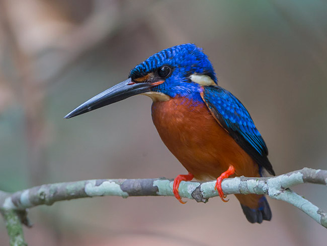 藍耳翠鳥斯里蘭卡亞種