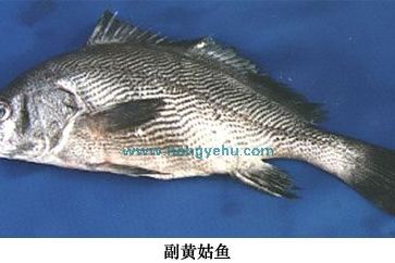 黑鰭副黃姑魚(副黃姑魚)