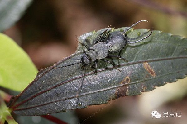施球螋 施球螋