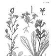 紫花棒果芥 紫花棒果芥