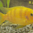 黃金鯛 黃金鯛