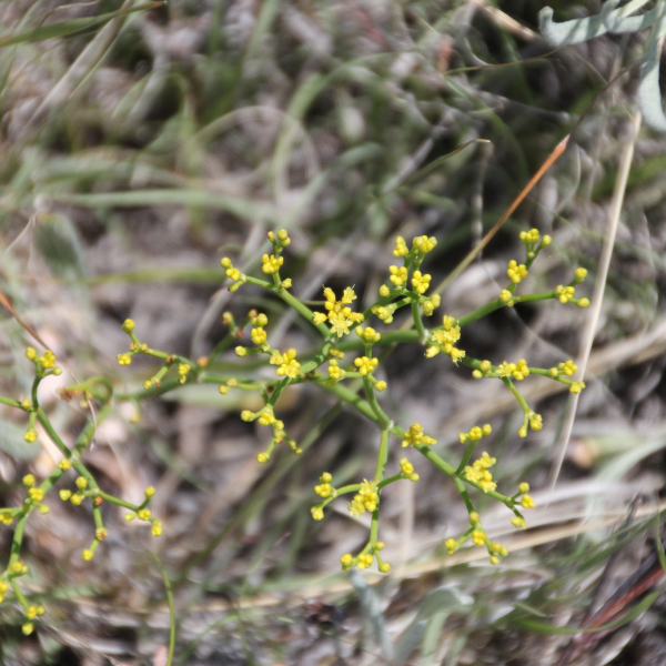 Eriogonum brevicaule