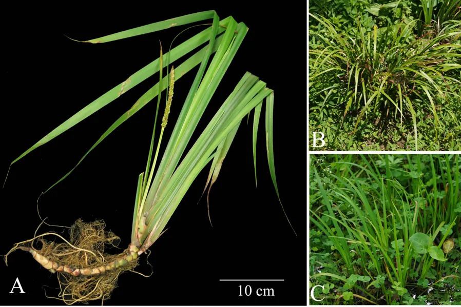 山柰菖蒲 山柰菖蒲