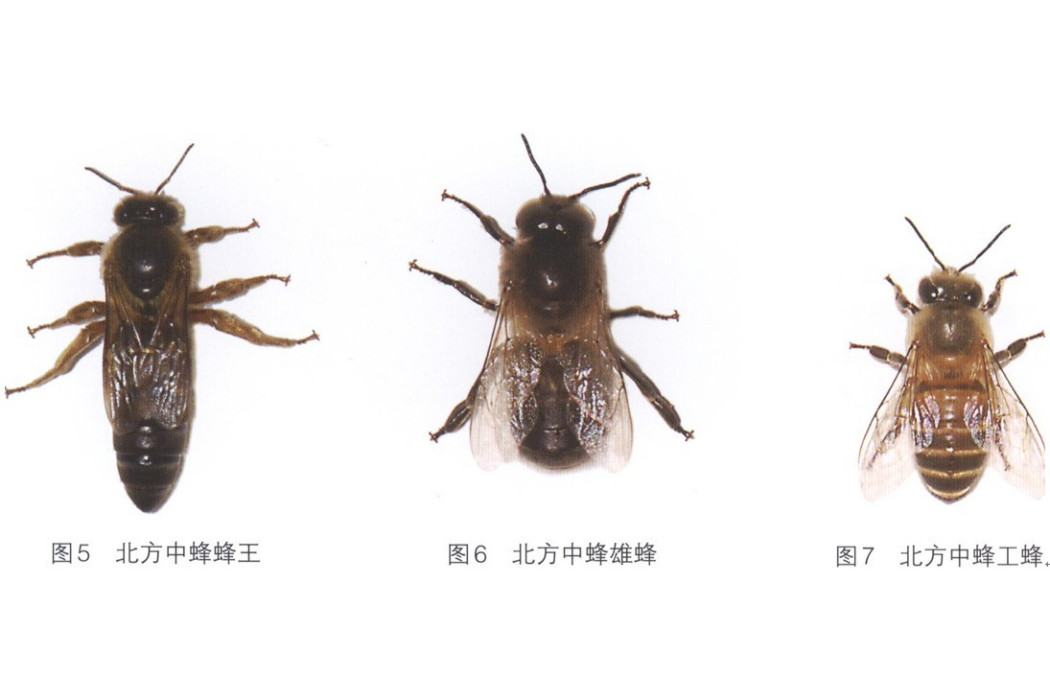 慈谿中蜂-1 慈谿中蜂-1