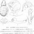 五紋園蛛 五紋園蛛