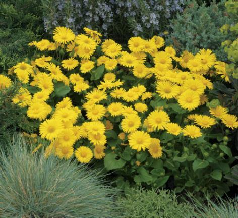 Doronicum orientale \x27Leonardo Compact\x27 Doronicum orientale \x27Leonardo Compact\x27