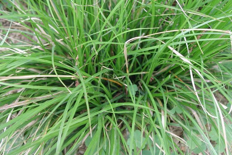 鶴果苔草 鶴果苔草