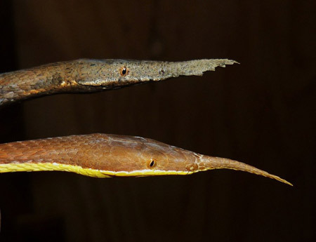 斑點葉鼻蛇(Phyllorhynchus decurtatus)