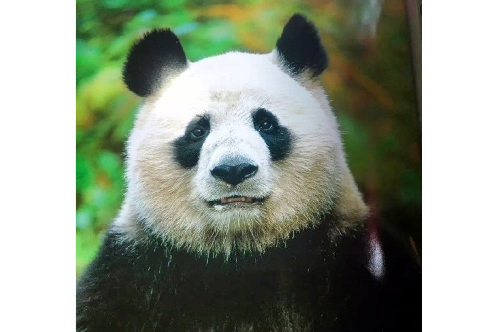 大熊貓小小