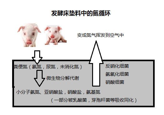 糞代謝氮 糞代謝氮