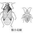 微小花蝽 微小花蝽