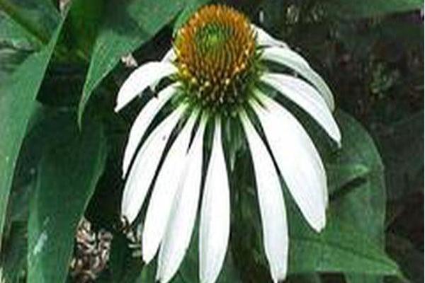 Echinacea purpurea \x27White Lustre\x27 Echinacea purpurea \x27White Lustre\x27