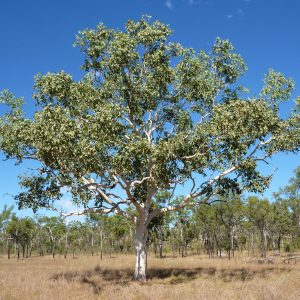 Eucalyptus apodophylla